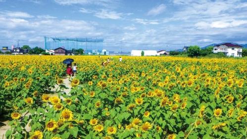 ひょうたん島公園ひまわり.jpg